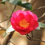 私にもできた！過敏性腸症候群ガス型の治療法４選。