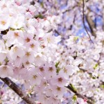 お腹が弱い男性の私が復活に向け前向きになれた１つの理由。