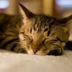 良質な睡眠でストレスを解消するための３つのコツとは？【行動編】